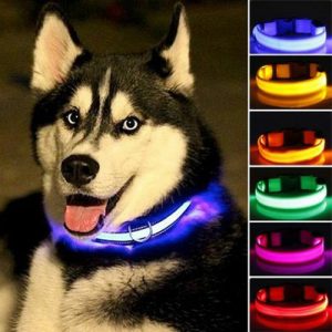 LED glow dog collar in blue for safe nighttime walks.