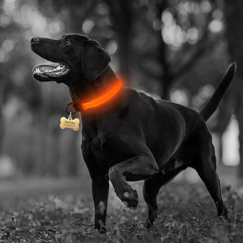 🐾 LED Glow Dog Collar 2-Pack – Safe Nights, Bright Walks 🌙 - Image 6