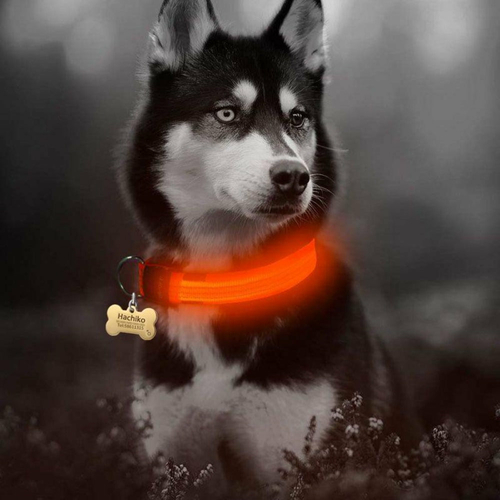 🐾 LED Glow Dog Collar 2-Pack – Safe Nights, Bright Walks 🌙 - Image 8